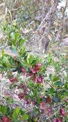 Dodonaea viscosa cuneata