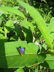 Heliophorus