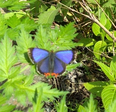 Heliophorus