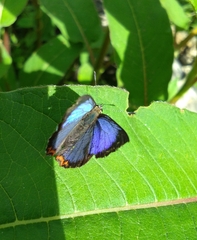 Heliophorus