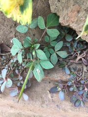 Tracheophyta