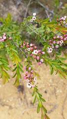 Thryptomene calycina