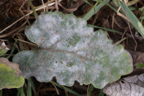 burdock mildew