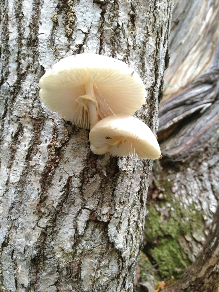 Oudemansiella mucida · October 2019 · photo: © timharris (iNaturalist, cc-by)