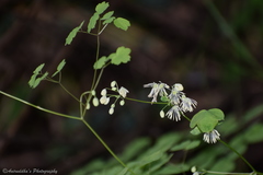 Thalictrum foliolosum