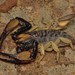 Southern African Burrowing Scorpions - Photo (c) Joubert Heymans, some rights reserved (CC BY-NC)