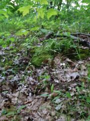 Poa saltuensis