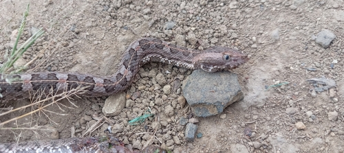 Manabí Hognose Viper