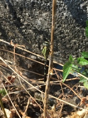 Orthetrum sabina