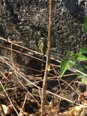Orthetrum sabina