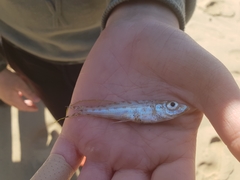 Sillago flindersi