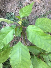 Tracheophyta