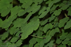 Thalictrum foliolosum