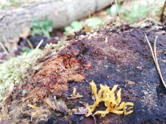 Calocera furcata