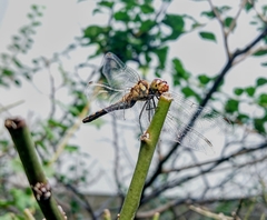 Sympetrum