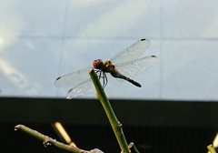 Sympetrum