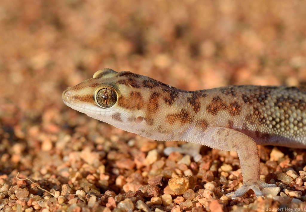 Weber's Thick-toed Gecko