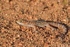 Pachydactylus weberi