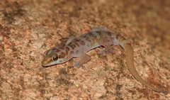 Pachydactylus weberi