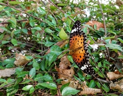 Argynnis hyperbius hyperbius
