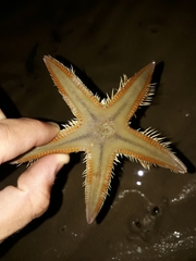 Astropecten triseriatus