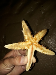 Astropecten triseriatus