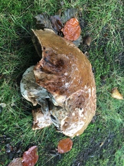 Pseudoinonotus