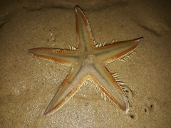Astropecten triseriatus
