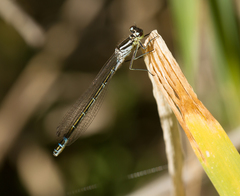 Coenagrion lunulatum