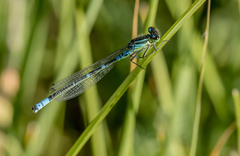 Coenagrion lunulatum