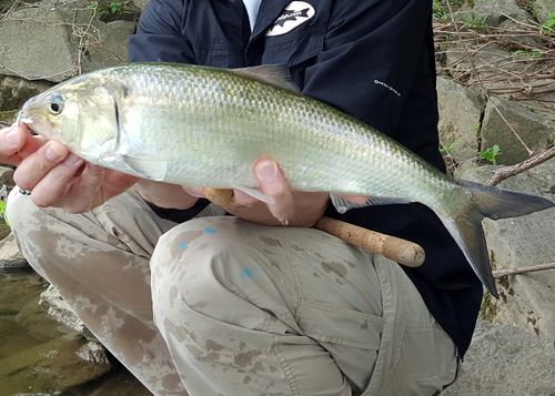 American Shad