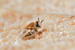 Corsomyza tricellulata