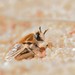 Bee Flies - Photo (c) Joubert Heymans, some rights reserved (CC BY-NC-ND)