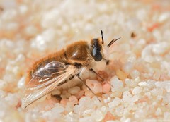 Corsomyza tricellulata