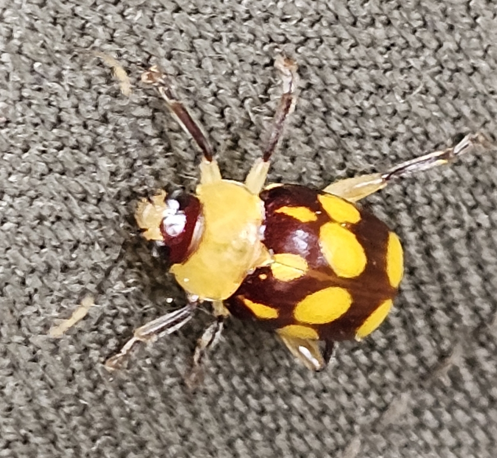 Notozona novemmaculata