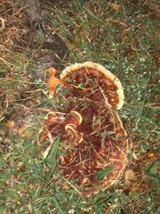 Ganoderma sessile