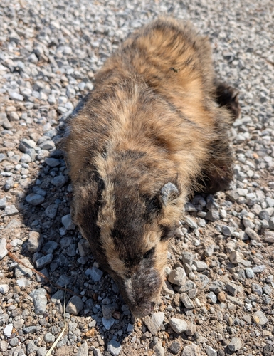 American Badger photographed in Missouri