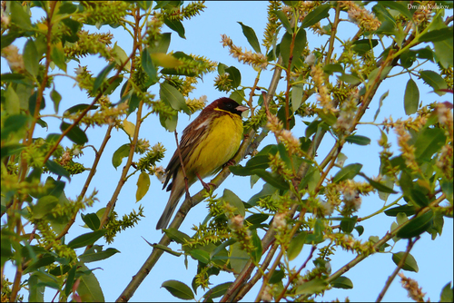 Escribano aureolado (Emberiza aureola)