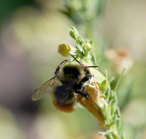 iNaturalist observation photo of Great Basin Bumble Bee