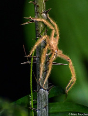 Heteropoda davidbowie