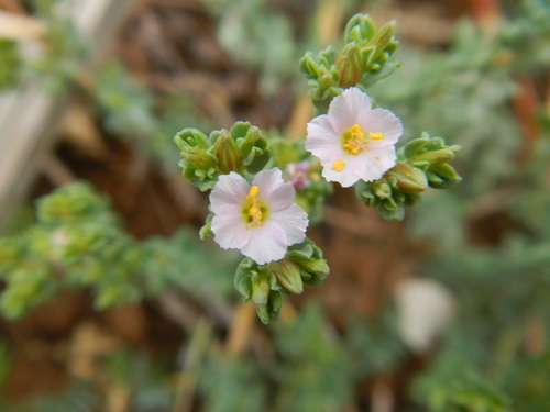 Karoo Sea Heath (Frankenia nummularia)