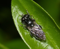 Merodontini
