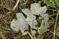 Erysiphe heraclei