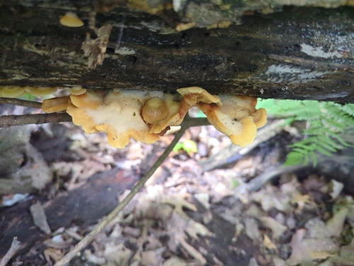 Fungi Including Lichens