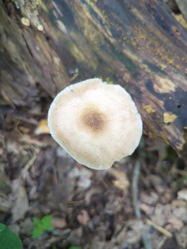 Deer Mushrooms