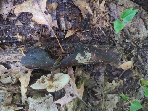 Fungi Including Lichens