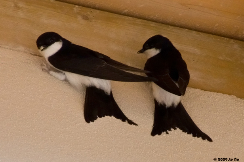 Western House Martin, photo 9 of 9