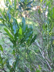 Solanum pseudocapsicum