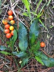 Solanum pseudocapsicum
