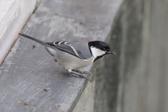 Parus cinereus